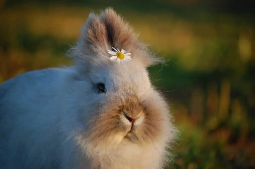 Why do we need Cruelty free products
